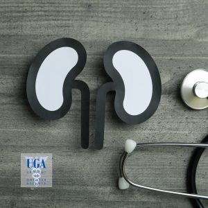 An illustration of kidneys with a doctors stethoscope. - UGATL, Jackson, GA
